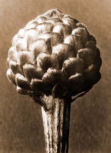 Cynara cardunculus 1929